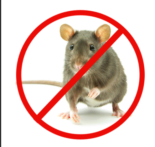 مكافحة الفئران بالكويت